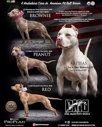 Pin By Edimilson Almeida On Perro Pitbull Dog Pitbull Terrier Dog Games