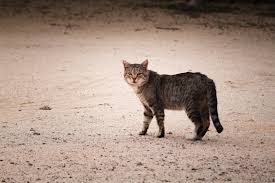 Many feral cats are born in the wild, and others have been abandoned by their owners or have become she uses a behavioral management and modification plan that is positive reinforcement only. Study Shows Why Your Cat Needs To Be Kept Indoors