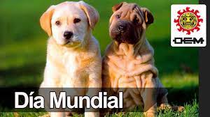 La selección de la fecha de celebración del yellow day no es casual, ya que de acuerdo a expertos (psicólogos y meteorólogos) estadísticamente el día 20 de junio es el día más feliz del año. 21 De Julio Dia Mundial Del Perro Oem Youtube