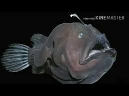 Ikan hiu berjumbai ini mendiami laut dalam atlantik dan pasifik. 18 Ikan Langka Yang Hidup Di Laut Dalam Youtube