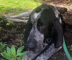 You may find a puppy for more or less, depending on the breeder and also the demand for the pup at the time. Bluetick Coonhound Breed Information Guide Facts And Pictures Bark