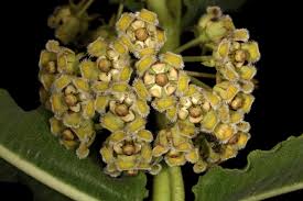 Image result for Glossostelma carsonii