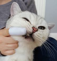 Low cost pet vet offers affordable dentals for dogs & cats in irving, tx for pets of all sizes! Brushing Your Cat S Teeth Will It Help The Cat Doctor