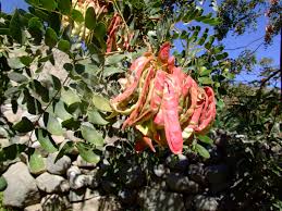 Image result for Tara spinosa