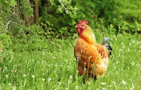 (it's hard to get a good picture of a bumble foot treatment when you are also holding the chicken!) splay leg in chicks. 5 Reasons Your Chicken May Be Limping