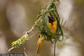 Understanding more about why and how birds build nests gives. Love Nest Weaver Birds Create Elaborate Nests To Attract The Opposite Sex
