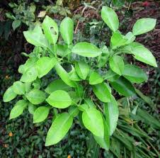 Image result for Pseudobromus engleri