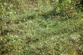 Image result for Merremia emarginata