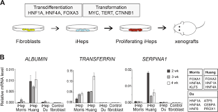 After he reached perfection, the curiosity of the limits of his own perfect power was the major trait of his character. Human Cell Transformation By Combined Lineage Conversion And Oncogene Expression Oncogene