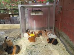 モルモット 外 で 飼う