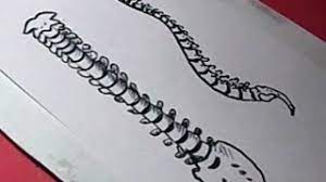 Function creately is an easy online diagram software and it's great for team collaboration. How To Draw Human Spine Drawing Youtube