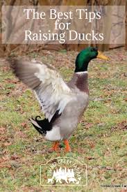 Keeping ducks fenced is a wise option to protect them from most predators. Raising Ducks 9 Best Tips For Keeping Ducks Happy And Healthy Timber Creek Farm In 2020 Raising Ducks Keeping Ducks Backyard Ducks