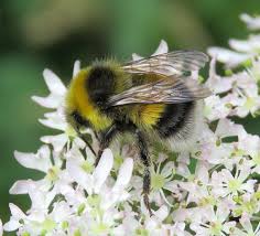 Image result for Bombus lucorum