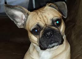 Find a french bulldog pug mix to add to your family? French Bulldog Pug Mix Pros And Cons Of This Rare Designer Breed Frenchie World Shop