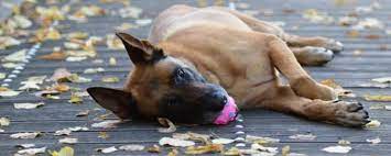 Laissez votre bras le long du corps et ne bougez pas, ne dites rien et évitez de le regarder. Vosges Un Homme Mort Depuis Une Semaine Son Chien Commence A Le Manger