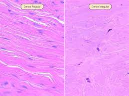 Dense Connective Tissue Tissue Biology Tissue Types Histology Slides