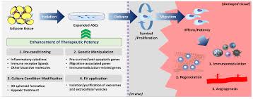 Ijms Free Full Text Current Strategies To Enhance Adipose Stem Cell Function An Update Html