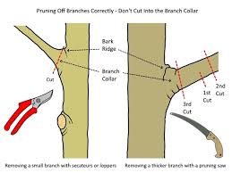 Once upon a time everyone carefully staked every tree when it was planted, but today the experts tell us that often it is not necessary, or even desirable. Tree Pruning How To Remove Tree Branches Correctly Deep Green Permaculture