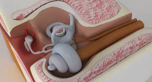 Ear Anatomy 3d Model In 2020 Ear Anatomy Anatomy 3d Model
