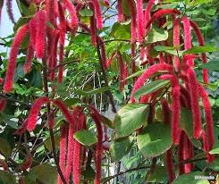 Pokok ekor kucing atau acalypha hispida atau acalypha densifiora merupakan sejenis tumbuhan dari keluarga euphorbiaceae dan merupakan daripada keluarga kecil acalyphinae. Jom Tanam Bunga Ekor Kucing Dijadikan Hiasan