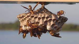 Maybe you would like to learn more about one of these? Top 3 Wasp Nest Removal Tips Residence Style