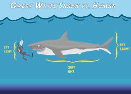 Animals greater than 3m are likely reproductively mature animals. What Are The Biggest Great White Sharks Ever Recorded Owlcation