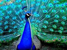 Check spelling or type a new query. Admira La Elegancia Y Belleza Del Pavo Real Naturaleza