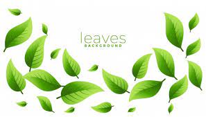 Young leaf light green leaf vine clipart 20 free cliparts sumber : Leaf Images Free Vectors Stock Photos Psd