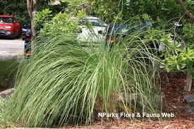 Image result for Cymbopogon nardus