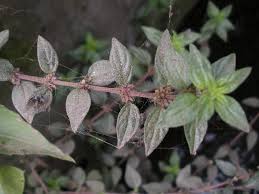 Image result for Pouzolzia parasitica