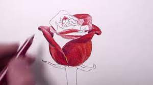 Drawing Easy How To Draw 3d Roses With Lines Youtube Red Rose Drawing Painting Watercolor Rose