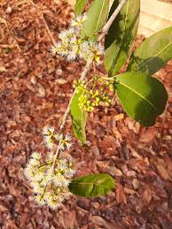 Image result for Dissotis caloneura