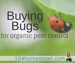 · organic and nutrient soil. Organic Pest Control Buying Beneficial Bugs