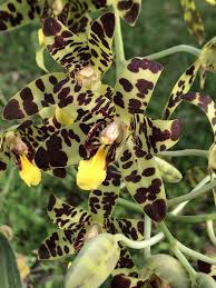 Image result for Ansellia