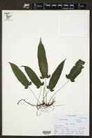 Image result for Menisorus pauciflorus