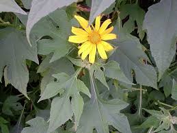 Image result for Tithonia diversifolia