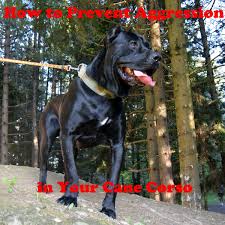 From wikipedia, the free encyclopedia. How To Prevent Aggression In Your Cane Corso Pethelpful