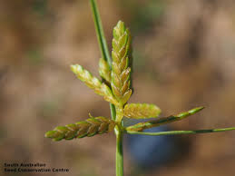 Image result for Cyperus cyperoides