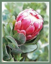 Protea Flower Done In Painter By Helenparkinson On Deviantart Protea Flower Protea Art Flowers