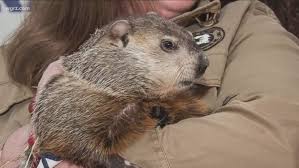 The punxsutawney phil is an animal available on farmville. Ddixmthhktqx0m