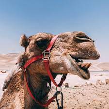 The frightened camel pleaded with the jackal not to do so. Ennyman S Territory An Aesop Fable On Authenticity The Monkey And The Camel