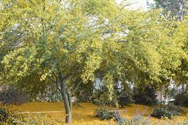 The yellow flowers of this flowering tree are some of the brightest in the landscape. Plant Id Forum Yellow Flowering Tree In Southern California Central Valley Garden Org