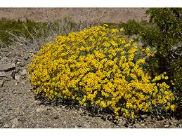 Image result for Embelia xylocarpa