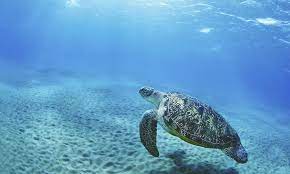 How Long Do Sea Turtles Live And Other Sea Turtle Facts Sea Turtle Facts Turtle Facts Sea Turtle Wallpaper