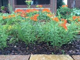 Planting Milkweed Keystone Flora