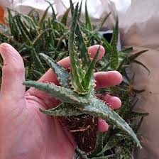 Image result for Aloe carnea