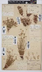 Image result for Fuirena pachyrrhiza