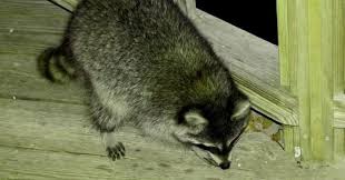 Place a radio on the deck or near the deck. How To Get Rid Of Raccoons Easy Peasy Steps That You Never Read