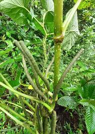 Image result for Piper umbellatum