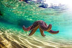 Amazing Pictures On Twitter Sea And Ocean Sea Creatures Ocean Life
